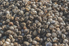 800g Cockles