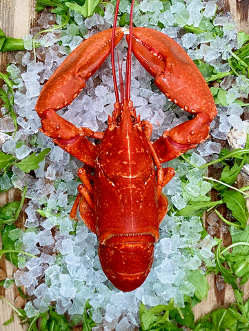 Cooked Pembrokeshire Lobster