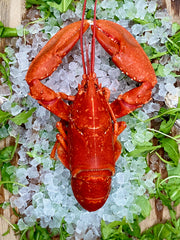 Selwyn's Cooked Pembrokeshire Lobster- £5 Deposit (Collection only)